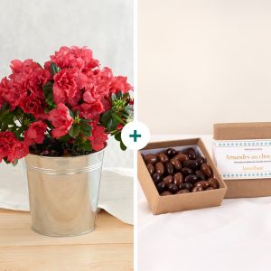 Azal&eacute;e avec cache pot et ses amandes en chocolat - Interflora