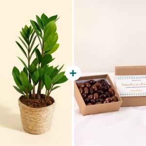 Zamioculcas et chocolats en livraison à domicile - Interflora
