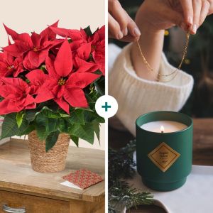 Poinsettia et sa bougie suprise de Noel - Interflora - Livraison de fleurs