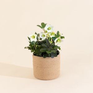 Hellebore + cache pot - Livraison par Chronopost - L'atelier Interflora - Interflora