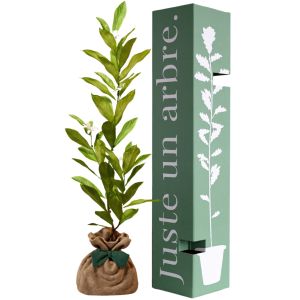 Arbre &agrave; offrir Magnolia Etoil&eacute; - Noblesse et Pers&eacute;v&eacute;rance