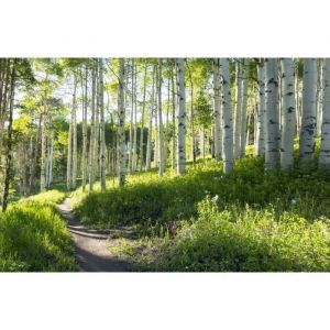 Papier Peint Photo Murale INTISS&Egrave; (43LJ) FOR&Ecirc;T de BOULEAUX-300x223cm-Tapisserie Fond d&rsquo;&Egrave;cran Affiche Poster Geant Panneau Arbre XXL