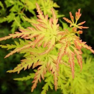 Acer palmatum Seiryu Érable japonais Petite plante de jardin à feuilles caduques Arbuste en pot