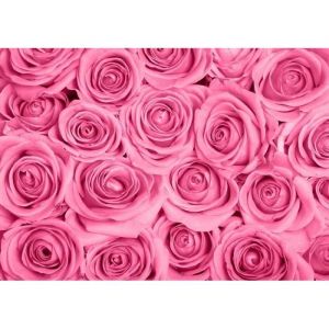 Papier Peint Photo Murale INTISS&Egrave; (538) MOTIF ROSES-300x223cm-Tapisserie d&rsquo;&Egrave;cran Affiche Poster Panneau Fleur Couleur Rose XXL