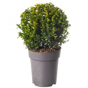 Buis Boule Plante 20cm Diam&egrave;tre Topiaire Persistant en Forme dArbuste de Jardin Ext&eacute;rieur