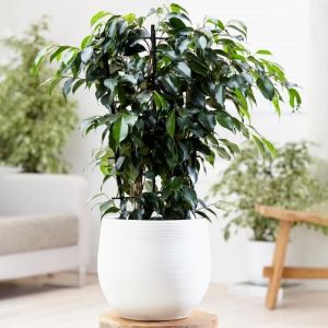 Ficus benjamina Danielle – Figuier pleureur  Plante à feuilles persistantes Plante en pot 30-40 cm