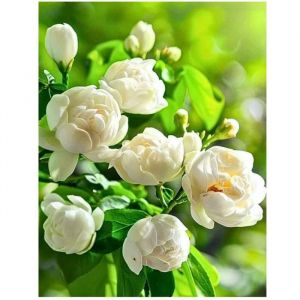 200 graines de jasmin grimpant à planter aciles à cultiver fleurs parfumées à germination élevée pour jardin balcon treillis