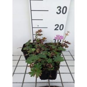 Plante vivace Geranium sanguineum Elke - Plante Bec de grue &agrave; fleurs rose vif bord&eacute;es de blanc vivace rustique en pot 9 x 9 cm