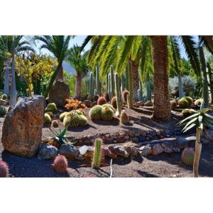 Papier Peint Photo INTISS&Eacute;-(205177)-JARDIN CACTI-300x223cm-6 l&eacute;s-Mural Poster G&eacute;ant XXL-For&ecirc;t-Nature-OCEAN-Paysage-Plage-Soleil