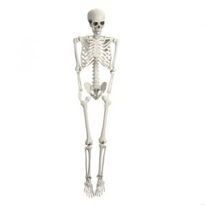 Squelette Posable Prop Taille R&eacute;elle En Plastique Halloween Os Humains Squelette Fournitures De F&ecirc;te