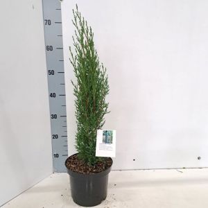 Cupressus sempervirens Totem - Cypr&egrave;s de Provence fastigi&eacute;  60-70 cm pot