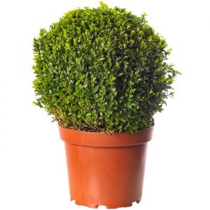 Buis Boule Plante 30cm Diamètre Topiaire Persistant en Forme dArbuste de Jardin Extérieur