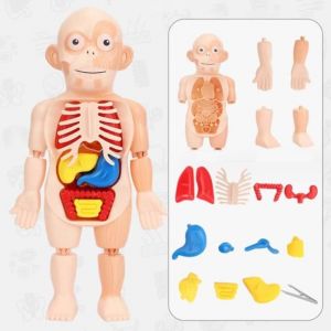 Childrens Enlightenment ToysJouets déveil pour enfantsModèle de corps humainModèle dorgane de torse humain assemblé