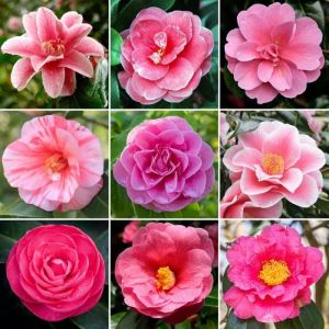 Arbuste Camélia Rose Plante à superbes feuilles persistantes prête à planter jardin extérieur en pot