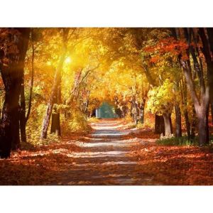 Papier Peint Photo INTISS&Eacute;-(21315)-Ruelle en automne-400x260cm-5 l&eacute;s-Mural Poster G&eacute;ant XXL-Mer Beach Mer Oc&eacute;an Nature Jungle For&ecirc;t