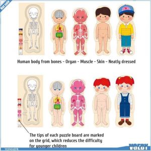 Ashata puzzles danatomie de la structure du corps Puzzle du corps humain pour enfants Structure du corps en jeux talkie-walkie