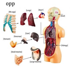 Modèle anatomie du torse humain 3D assemblage orgue du corps humain Kits apprentissage des sciences éducativ