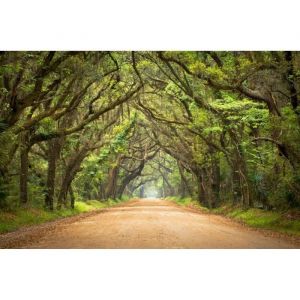 Papier Peint Photo INTISS&Eacute;-(204075)-ROUTE &Agrave; TRAVERS LA FOR&Ecirc;T-300x223cm-6 l&eacute;s-Mural Poster G&eacute;ant XXL-Fleur Beach Mer Oc&eacute;an Nature