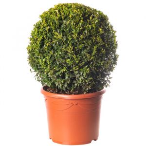 Buis Boule Plante 40cm Diam&egrave;tre Topiaire Persistante en Forme dArbuste de Jardin Ext&eacute;rieur