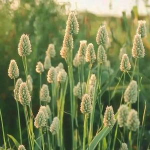 250 Graines dAlpiste des Canaries - SemiSauvage Permaculture