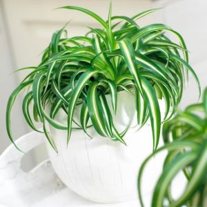 Superbe Plante dIntérieur Chlorophytum Chevelu Bonnie Phalangère Retombante