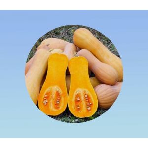 5 graines de Courge butternut - Courge cacahuète - Doubeurre