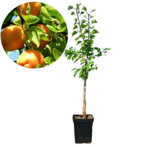 abricotier  Prunus armeniaca Luizet - Pot 23cm