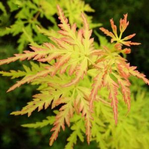 Acer palmatum Seiryu  Érable japonais Petite plante de jardin à feuilles caduques Arbuste en pot