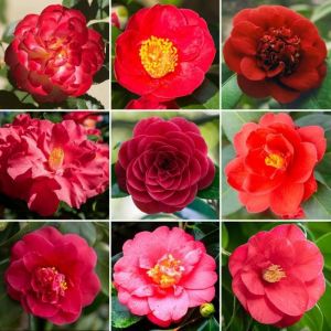 Arbuste Camélia Rouge Plante à superbes feuilles persistantes prête à planter jardin extérieur en pot