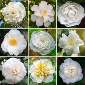 Arbuste Camélia Blanc Plante à superbes feuilles persistantes prête à planter jardin extérieur en pot