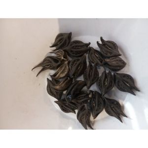 BICORNE OU GRIFFE DE LION OU WARABASSONI LOT DE 20PIECES