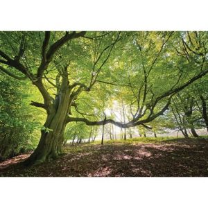Papier Peint Photo INTISS&Eacute;-(11799V2T) ARBRE VERT-312x219cm-3 l&eacute;s-Mural Poster G&eacute;ant XXL-Mer Beach Mer Oc&eacute;an Nature Jungle For&ecirc;t