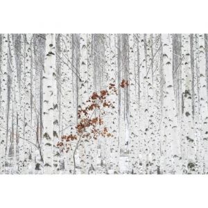 Papier Peint Art Photo INTISSÉ-BOULEAU À FEUILL-(186196)-7lés-350x260cm-Mural Poster Géant XXL-Mer Océan Nature Jungle