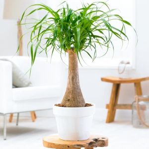 Beaucarnea Recurvata 40-50 cm en Pot Pied d’éléphant Plante dintérieur Cadeau