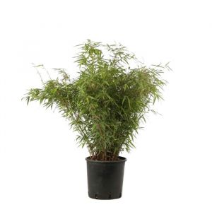 Bambou Fargesia murieliae Simba 80/100cm pot 10L
