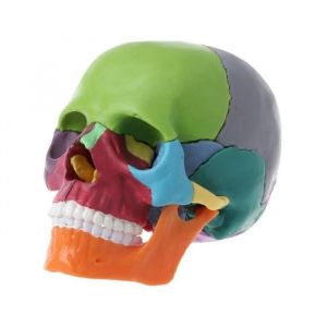 Mod&egrave;le de Cr&acirc;ne Humain 4D - Anatomique - D&eacute;tachable - 15 Pi&egrave;ces - Couleur Blanc - Outil dEnseignement M&eacute;dical