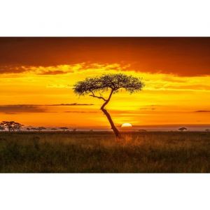 Papier Peint Art Photo INTISSÉ-COUCHER DU SOLEIL SAVANE-(187115)-7lés-350x260cm-Mural Poster Géant XXL-Arbre Animaux Nature Forêt