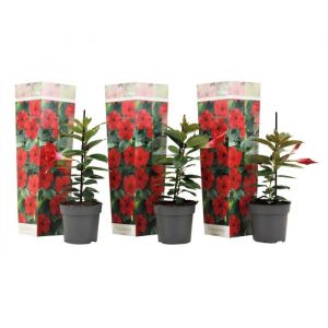 Mandevilla - Set de 3 - Dipladenia sanderii Rio Red - Hauteur 25-40cm - d9cm