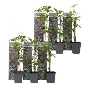 Vigne vierge - Set de 6 - Parthenocissus quinquefolia - Hauteur 25-40cm - d9cm