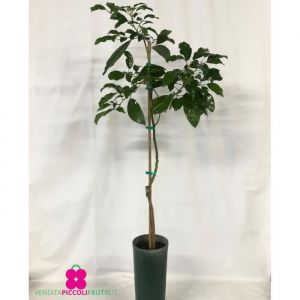Plant de Avocatier &lsquo;Fuerte&rsquo; Persea Americana greff&eacute;e - pot &Oslash; 18 cm - h. 100-120 cm