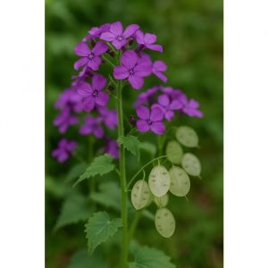15 graines à semer -  Le Grenier d&#039 Abondance - LUNAIRE MONNAIE DU PAPE POURPRE - Lunaria annua