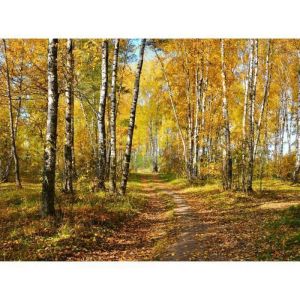 Papier Peint Photo INTISS&Eacute;-(332V) FOR&Ecirc;T DAUTOMNE -350x260cm-7 l&eacute;s-Mural Poster G&eacute;ant XXL-Mer Beach Mer Oc&eacute;an Nature Jungle For&ecirc;t