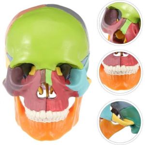 Mini Mod&egrave;le de Cr&acirc;ne Humain Mod&egrave;le de cr&acirc;ne anatomique en 22 Pi&egrave;ces Amovible Cr&acirc;ne Cerveau M&eacute;dicaux Cr&acirc;ne T&ecirc;te Mod&egrave;le