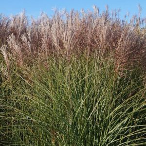 Miscanthus Roseau de Chine Gracillimus