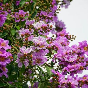 Lilas des Indes Pecharmant Lagerstroemia