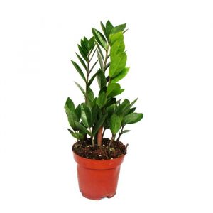 Zamioculcas zamiifolia - Palmier Zamio - Pot de 12 cm de fougère Zamio