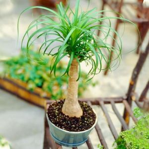 1 x Beaucarnea Recurvata Pied d&eacute;l&eacute;phant pour l&rsquo;int&eacute;rieur de 40 &agrave; 50 cm avec Pot