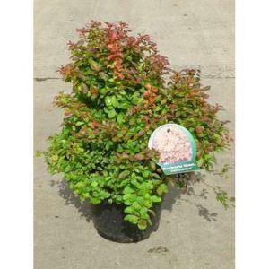 Berberis thunb. Admiration® ( or. compact) - Epine Vinette De Thunberg Admiration 20- 25 cm en pot