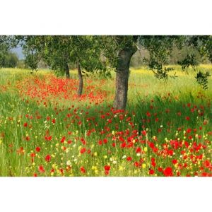 Papier Peint Photo INTISSÉ-(184010)-CHAMP DE FLEURS DE PRINTEMPS-350x260cm-7 lés-Mural Poster Géant XXL-Beach Mer Océan Nature