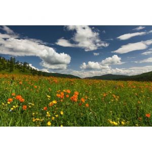 Papier Peint Photo INTISS&Eacute;-(205247)-CHAMP DE FLEURS-300x223cm-6 l&eacute;s-Mural Poster G&eacute;ant XXL-For&ecirc;t-Nature-OCEAN-Paysage-Plage-Soleil